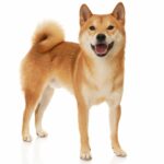 Guía: Relación de Shiba Inu con otros perros y animales domésticos