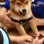 Guía segura: Cómo cortar las uñas de un Shiba Inu sin riesgos