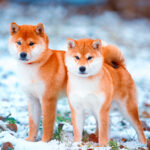 Influencia de los Shiba Inu en la cultura japonesa: descubre su legado