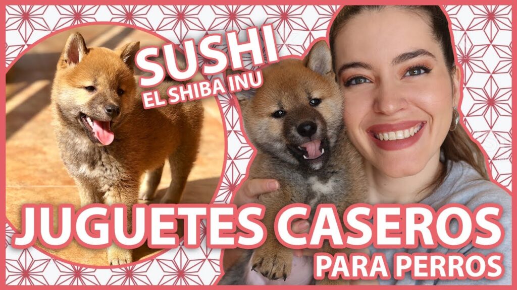 Juegos para perros Shiba Inu: Divierte y estimula a tu mascota