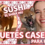 Juegos para perros Shiba Inu: Divierte y estimula a tu mascota