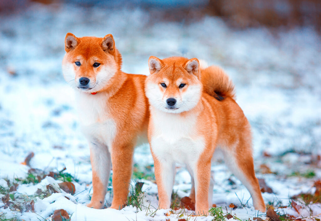 La influencia cultural de los Shiba Inu en Japón: Su impacto en la sociedad nipona