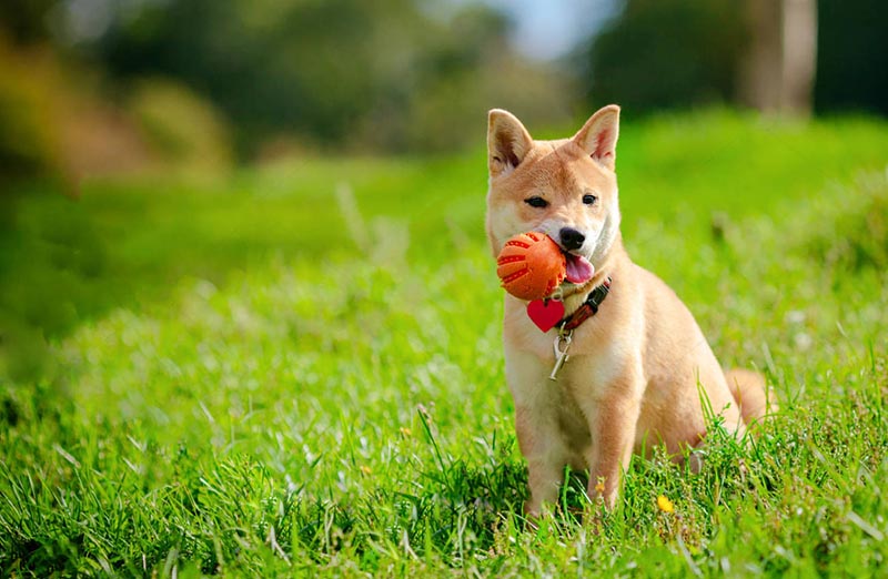 Los mejores juguetes interactivos para el desarrollo de tu Shiba Inu