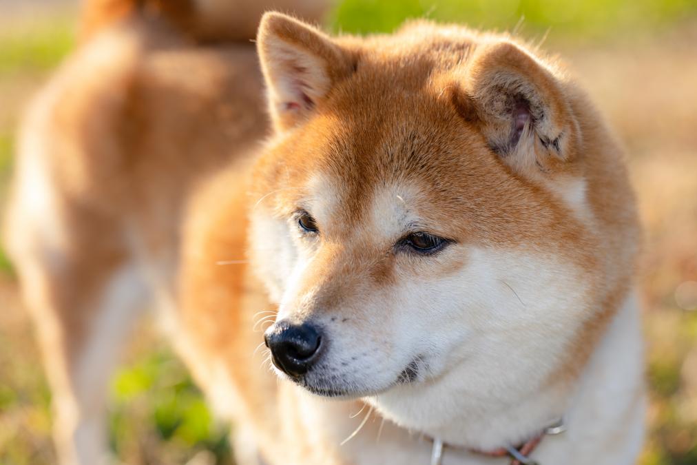 Origen de los perros Shiba Inu: Descubre su fascinante procedencia