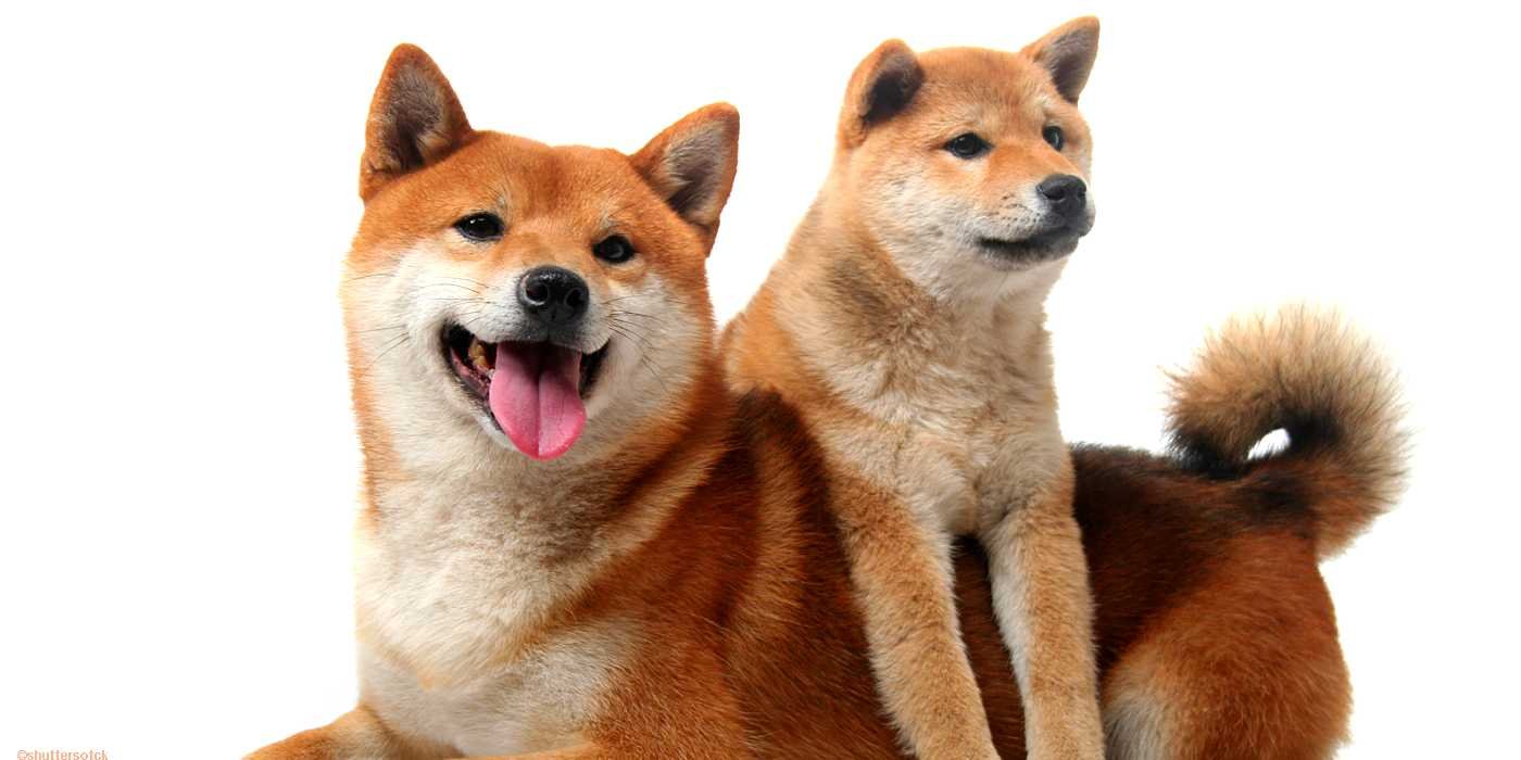 Papel del Shiba Inu: Un Tesoro Canino en la Sociedad Japonesa Actual