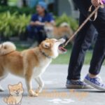 Pasear a tu Shiba Inu sin calor: Guía profesional de paseos refrescantes para disfrutar juntos