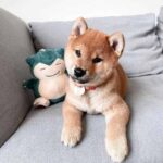 Precio promedio de un cachorro Shiba Inu: encuentra tu mejor opción