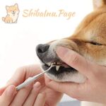 Prevención de enfermedades en tu Shiba Inu: Medidas higiénicas profesionales