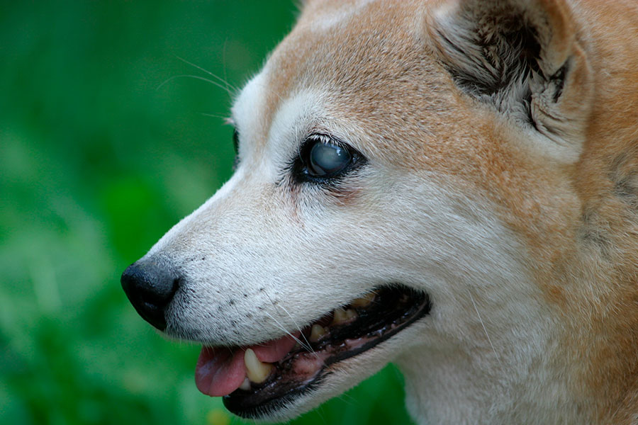 Prevención y alerta de problemas de salud en perros Shiba Inu