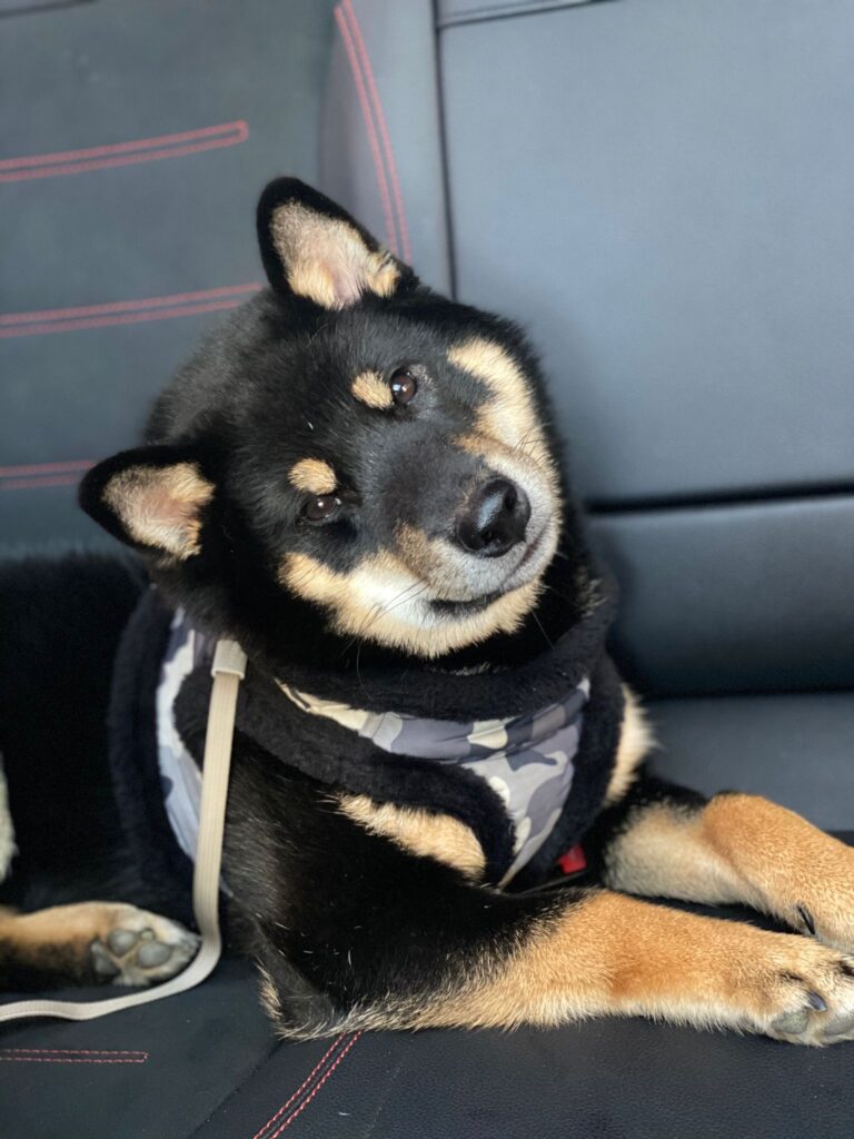 Prevenir golpe de calor en Shibu Inu: Camas y almohadillas para seguridad y frescura