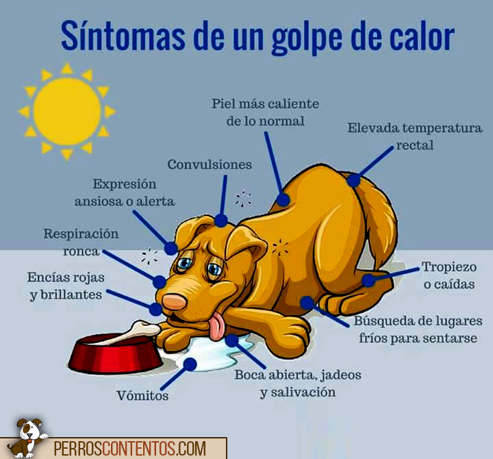 Prevenir golpes de calor en Shiba Inu: síntomas y protección para tu perro