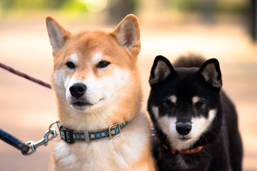 Previene comportamientos destructivos en perros Shiba Inu para una convivencia pacífica