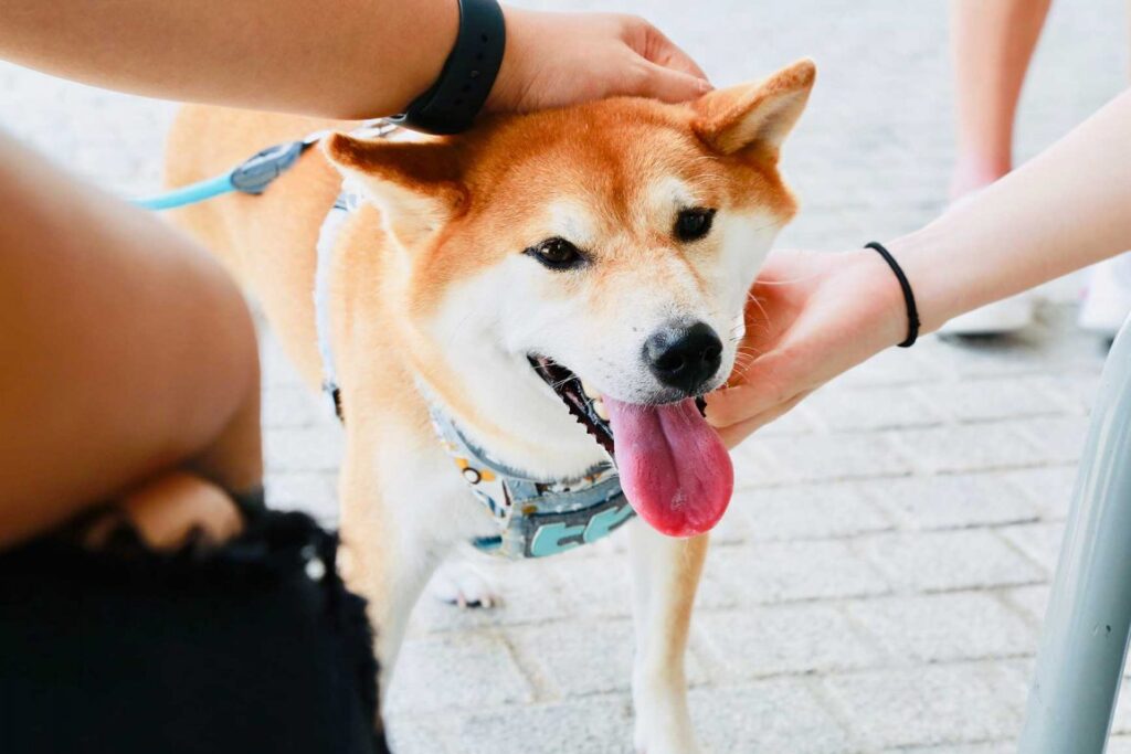 Previene parásitos en perro Shiba Inu con medidas higiénicas profesionales