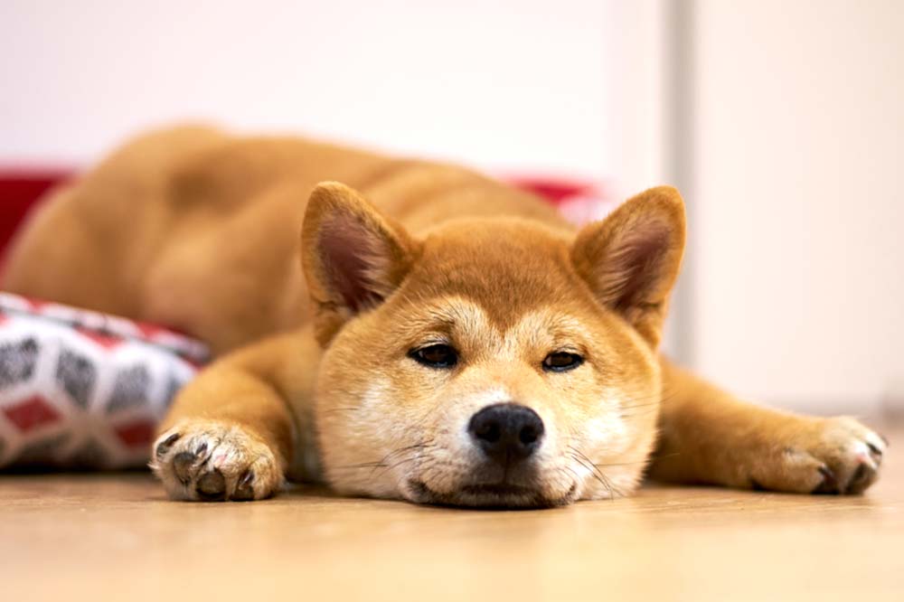 Prioriza la salud de tu Shiba Inu: Veterinario regular para bienestar