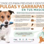 Protección efectiva contra pulgas y garrapatas en perros Shiba Inu: ¡Prevenlas ahora!