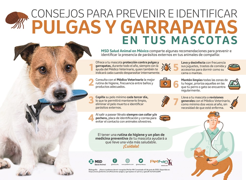 Protección efectiva contra pulgas y garrapatas en perros Shiba Inu: ¡Prevenlas ahora!