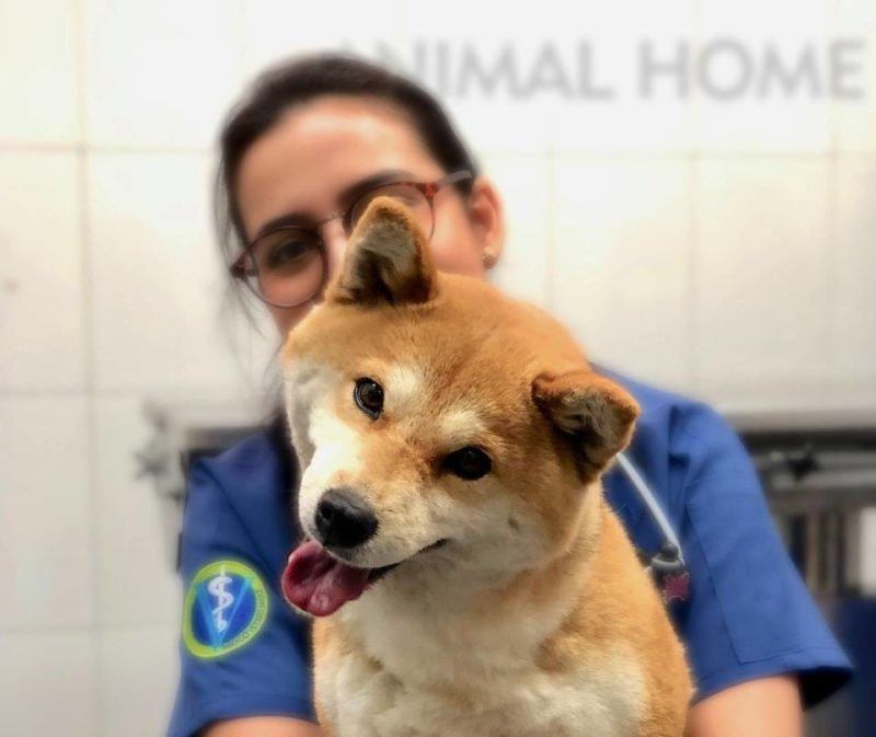 Seguro de Salud para Shiba Inu: Protección Veterinaria y Beneficios