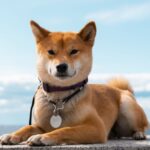 Shiba Inu: Descubre su fascinante historia y legado