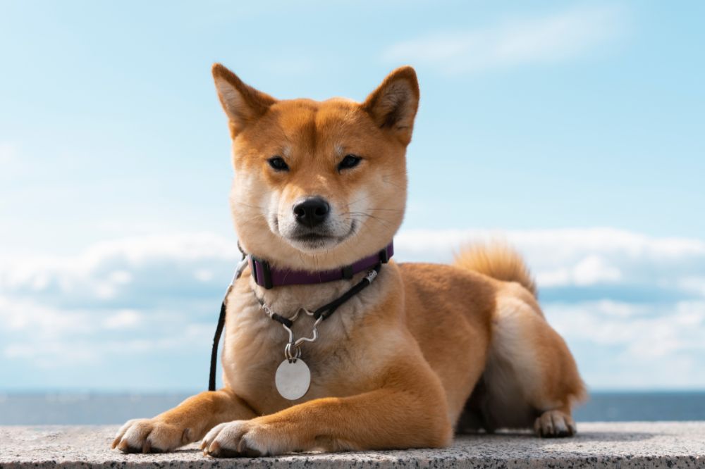 Shiba Inu: Descubre su fascinante historia y legado