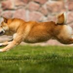 Shiba Inu: Ejercicio y actividad física para una salud óptima