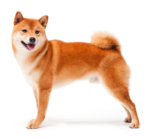 Shiba Inu en Japón: Descubre su historia y usos tradicionales