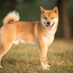 Shiba Inu: Explora sus cautivadoras tonalidades de pelaje