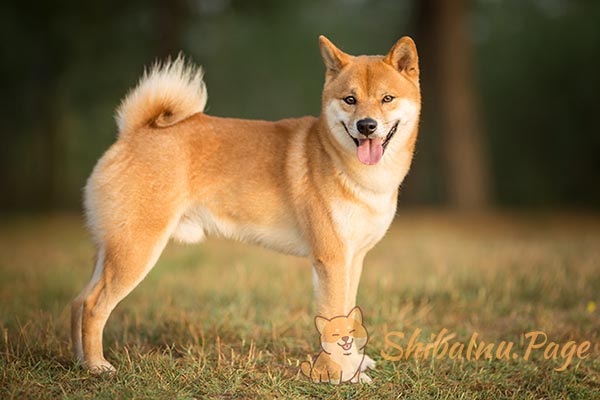 Shiba Inu: Explora sus cautivadoras tonalidades de pelaje