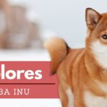 Shiba Inu: Guía Completa de esta Raza Irresistible y Única