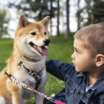 Shiba Inu: Guía completa para familias con niños pequeños