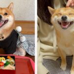 Shiba Inu: Historias de celebridades y deportistas con sus adorables caninos