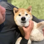 Shiba Inu para celebridades: El encanto de estos adorables compañeros