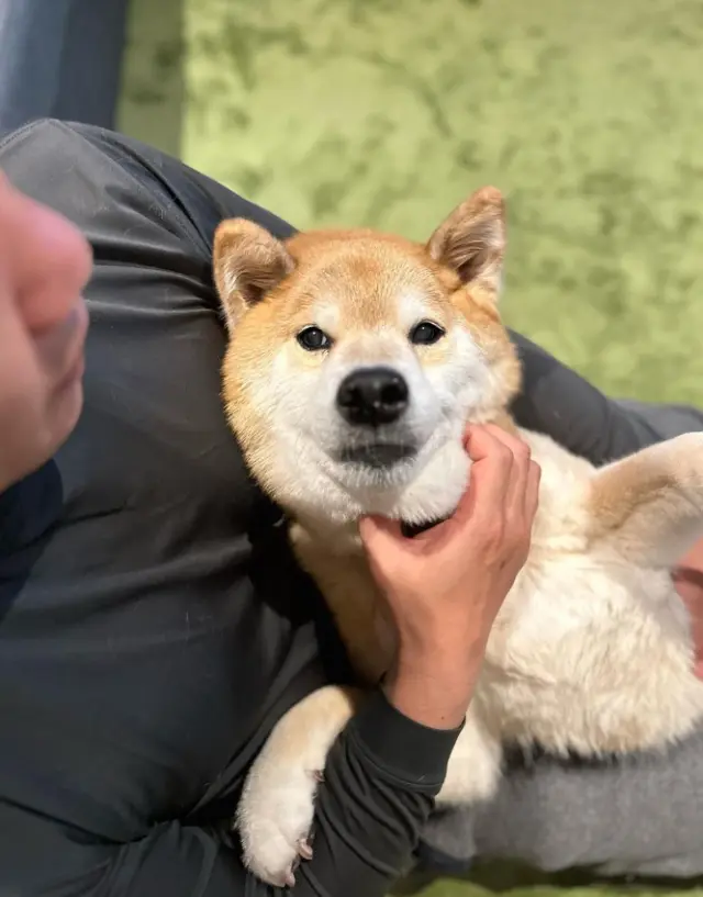 Shiba Inu para celebridades: El encanto de estos adorables compañeros