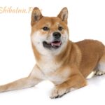 Socialización temprana en Shiba Inu: Aprende a hacerlo correctamente